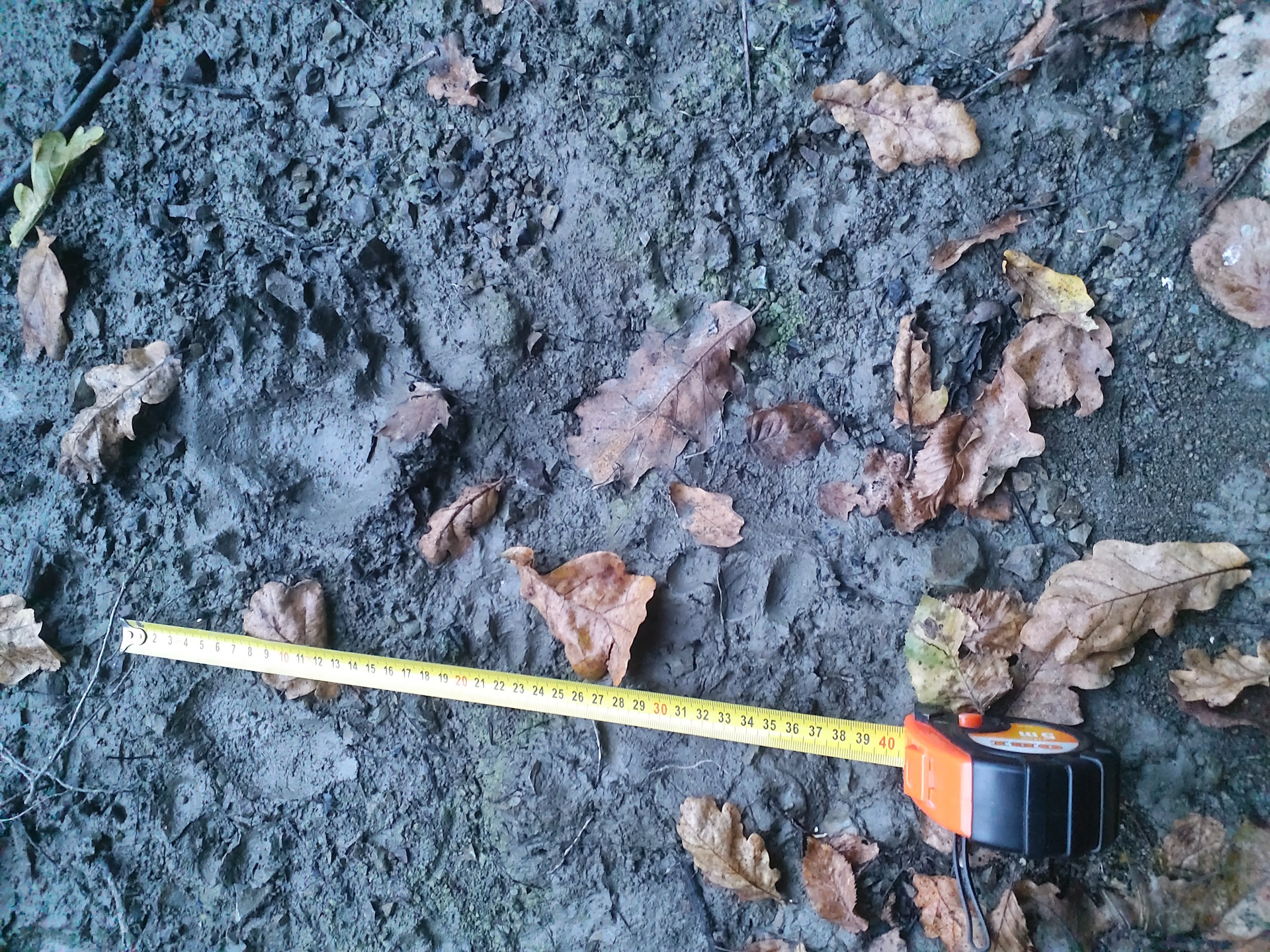 Barna medve a Komrai-víztározónál_ Papp Ferenc_BNPI_felvétele_1920.jpg